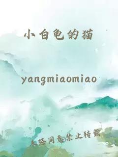 小白龜的貓