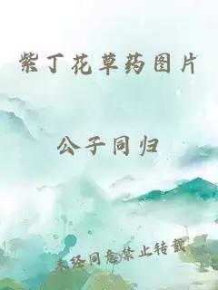 紫丁花草藥圖片